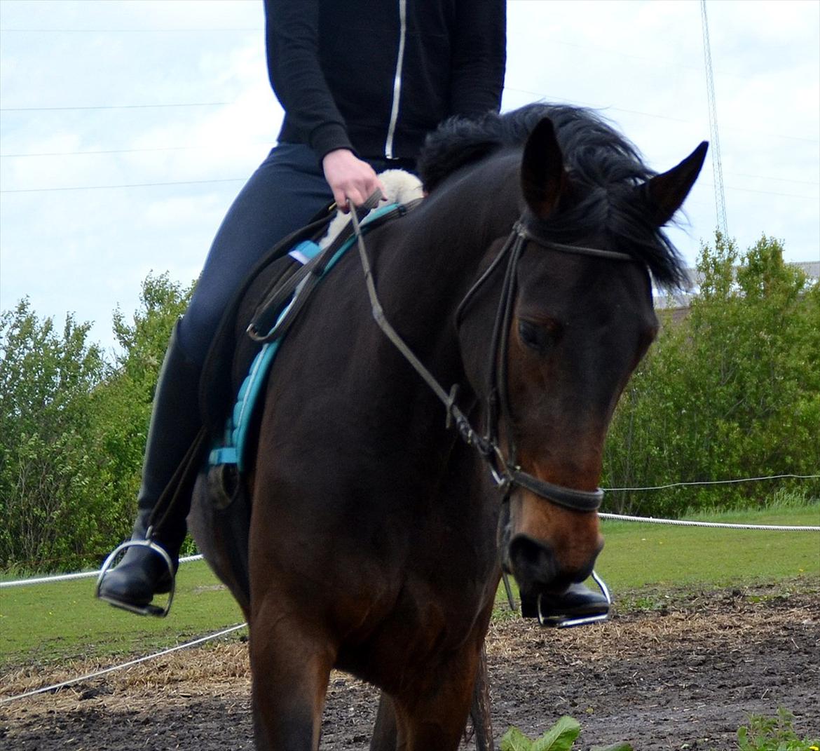 Højagers Lukina (Med føl efter Lambrusco Ask) billede 31
