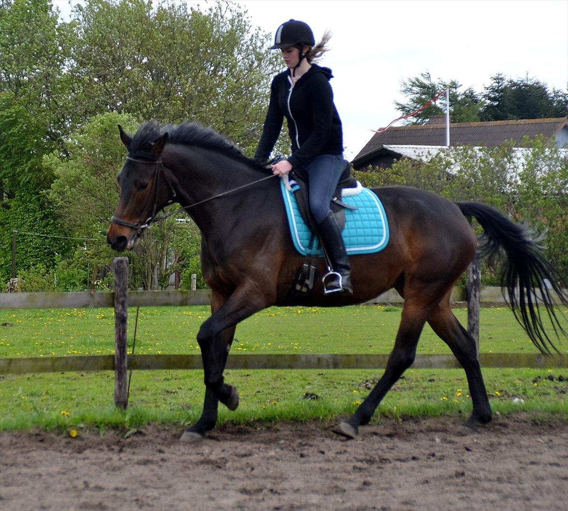 Højagers Lukina (Med føl efter Lambrusco Ask) - Ned med røven, op med skulderen og frem med næsen! Nu er vi ved at være der! :-) billede 1