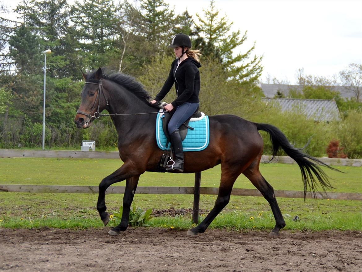 Højagers Lukina (Med føl efter Lambrusco Ask) billede 32