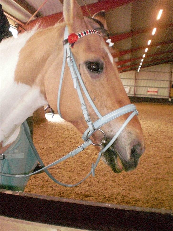 Klubstævne på Blis Rideklub :) billede 13