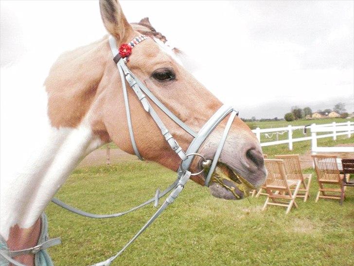 Klubstævne på Blis Rideklub :) billede 28