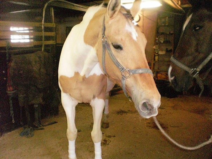 Klubstævne på Blis Rideklub :) billede 32