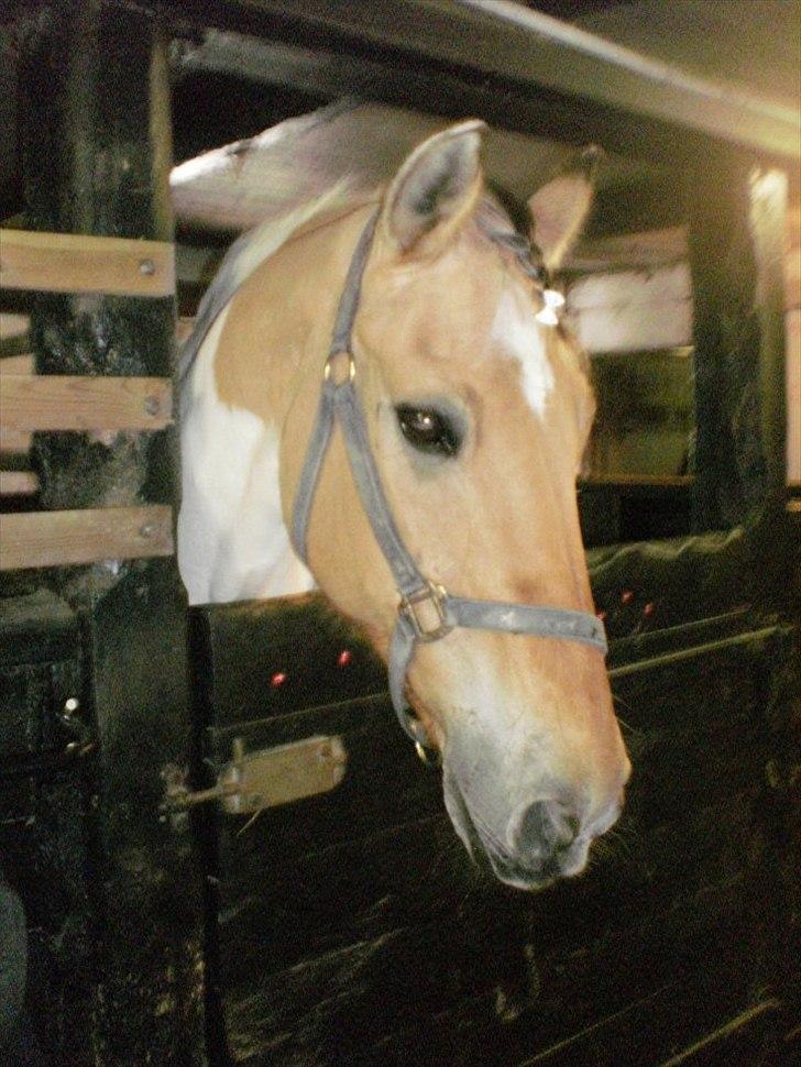 Klubstævne på Blis Rideklub :) billede 36