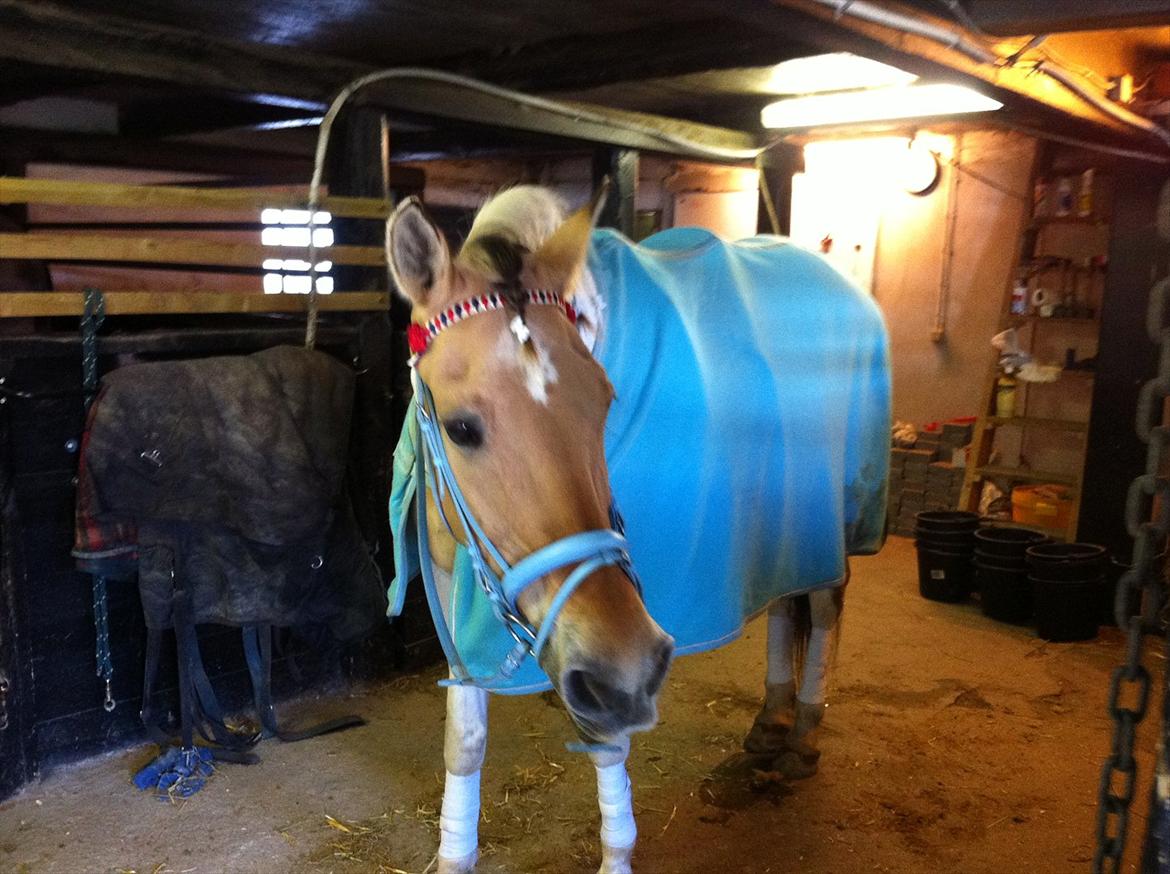 Klubstævne på Blis Rideklub :) billede 44