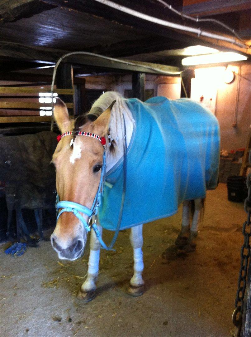 Klubstævne på Blis Rideklub :) billede 45