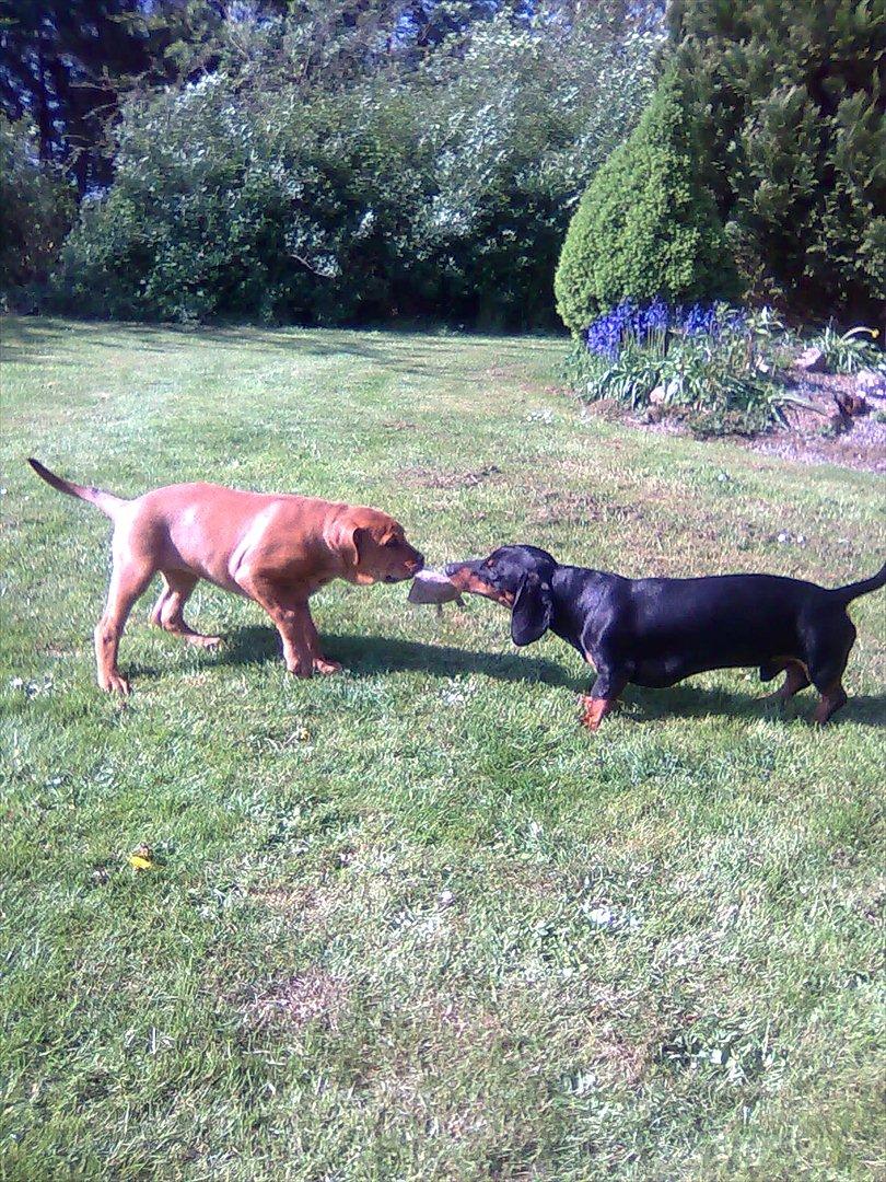 Broholmer bibsen billede 9