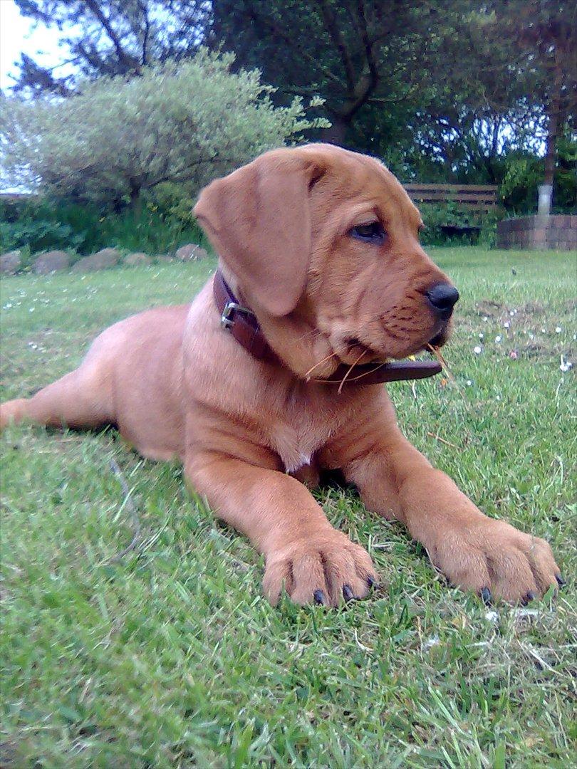 Broholmer bibsen billede 1