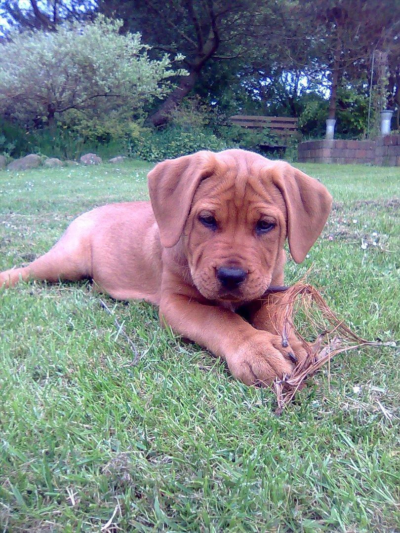 Broholmer bibsen billede 10