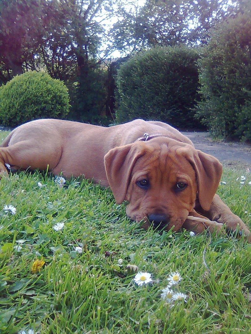 Broholmer bibsen billede 11