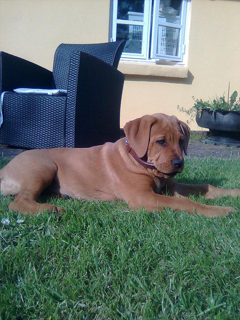 Broholmer bibsen billede 12