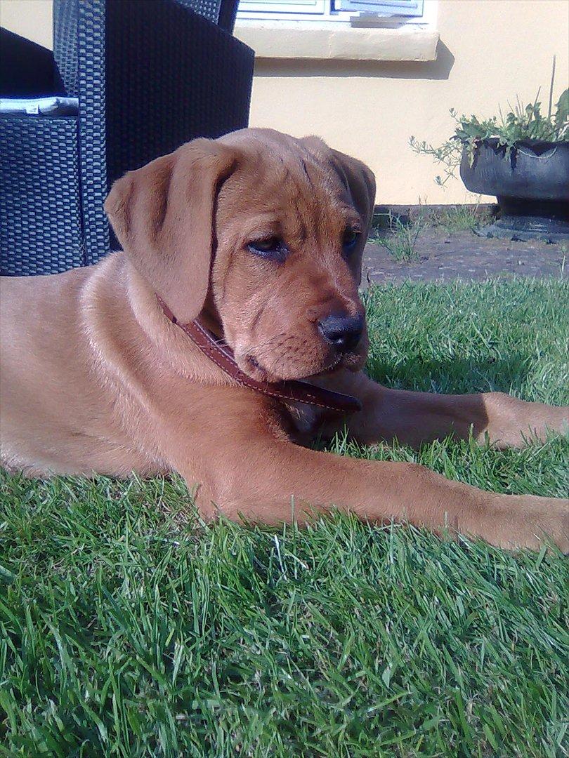 Broholmer bibsen billede 13