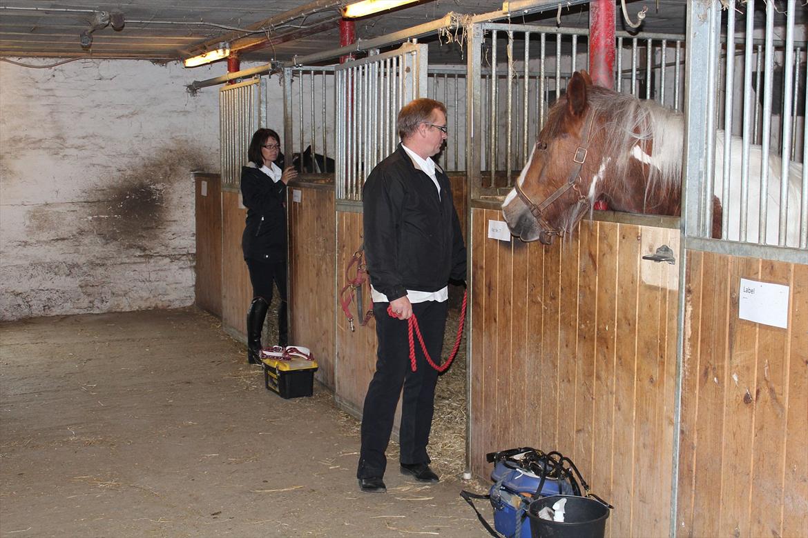 Kåring og racegodkendelse d. 19 maj 2012 Stutteri Rosenhaven, Ringe på fyn - Mille og Malous bokse til kåringen.
En nysgerrig nabohest titter ud. billede 1