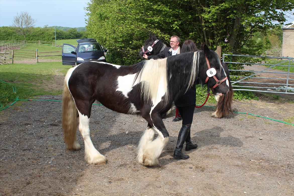 Kåring og racegodkendelse d. 19 maj 2012 Stutteri Rosenhaven, Ringe på fyn - Mille med nummer 6 og Malou nummer 4 bagved, ude at få lidt frisk luft med mor og far inden strabadserne. billede 2