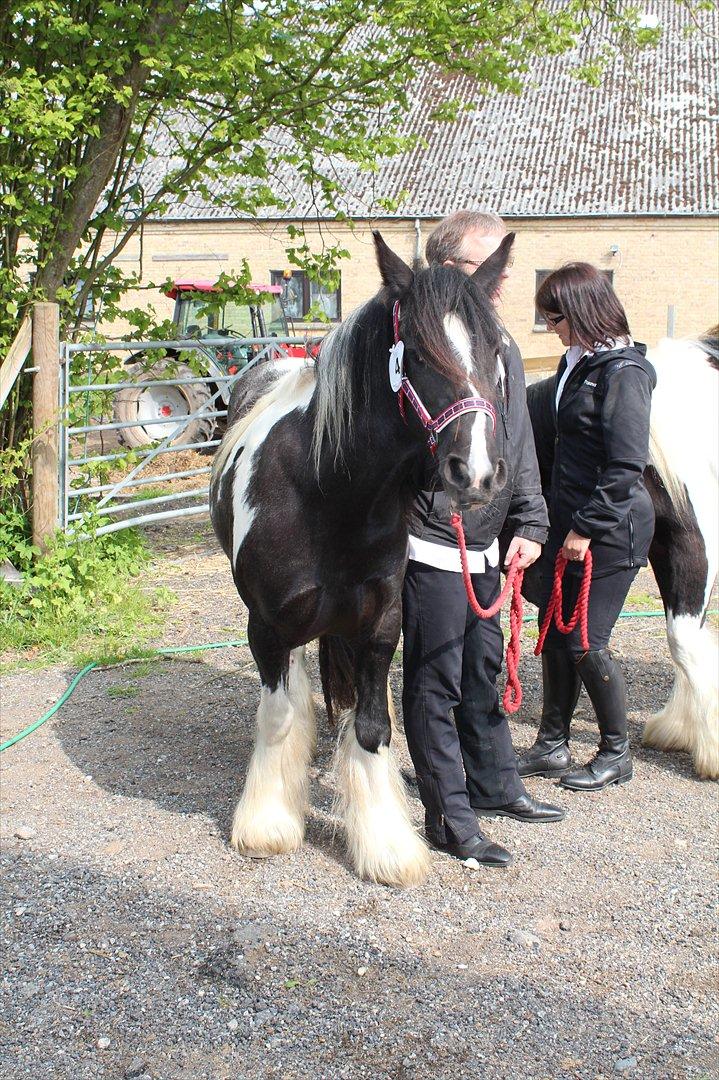 Kåring og racegodkendelse d. 19 maj 2012 Stutteri Rosenhaven, Ringe på fyn - Malou ser ikke helt tilfreds ud, hun syntes egentlig det er træls, hun ville hellere være hjemme :o) billede 3