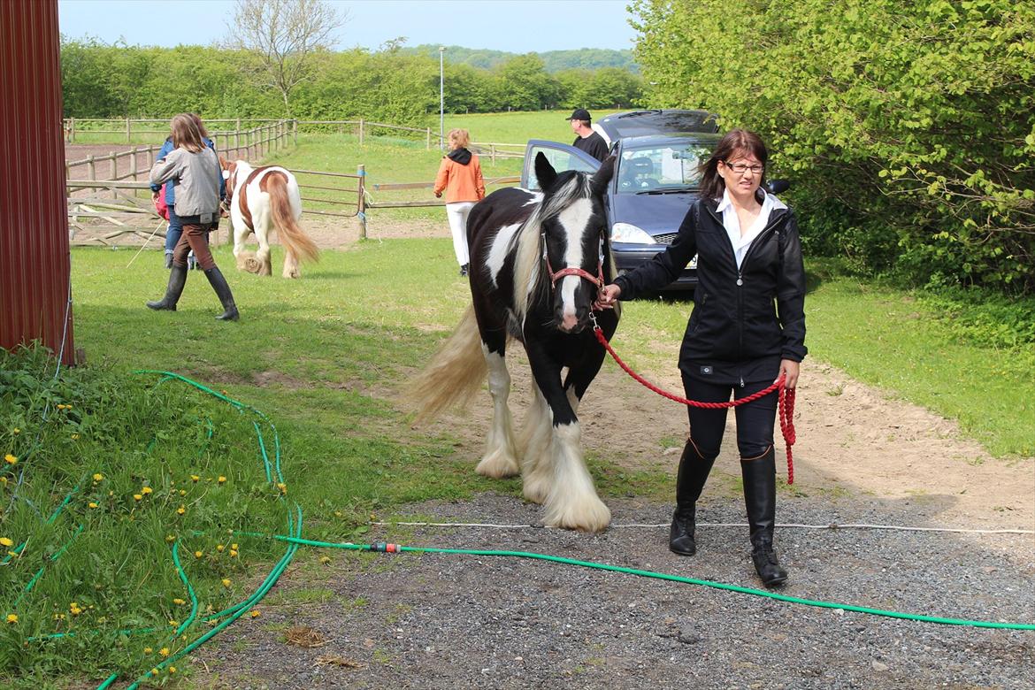 Kåring og racegodkendelse d. 19 maj 2012 Stutteri Rosenhaven, Ringe på fyn - Mille trasker rundt med mor, Malou er inde i hallen til bedømmelse, og Mille ville meget gerne være med der inde. billede 4