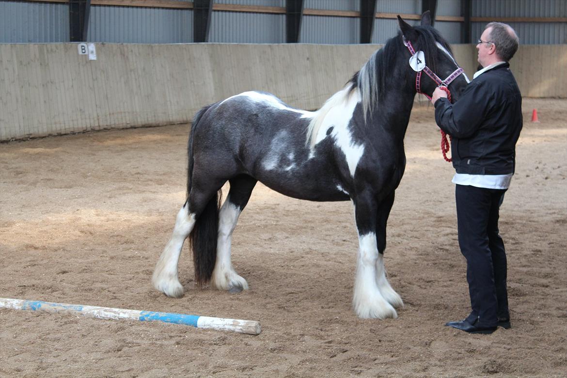 Kåring og racegodkendelse d. 19 maj 2012 Stutteri Rosenhaven, Ringe på fyn - Så fin Malou hun er, helt hvid de rigtige steder.
Hun blev målt til 136 cm
Opnåede 134 point, lige 2 for lidt til en 2 præmie, blev også godkendt til avl. billede 5