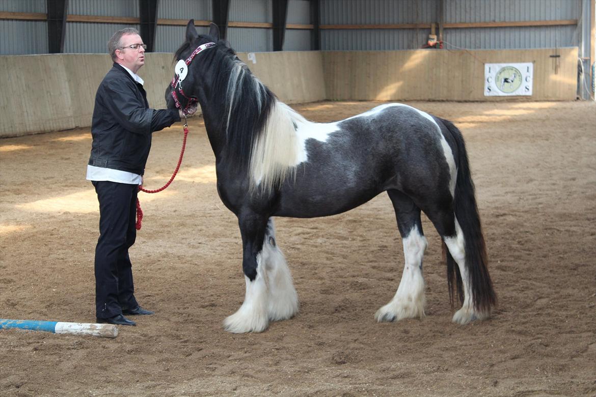 Kåring og racegodkendelse d. 19 maj 2012 Stutteri Rosenhaven, Ringe på fyn - Fra den anden side, lidt rart med fars beroligende stemme.
Det er lidt overvældende. billede 6