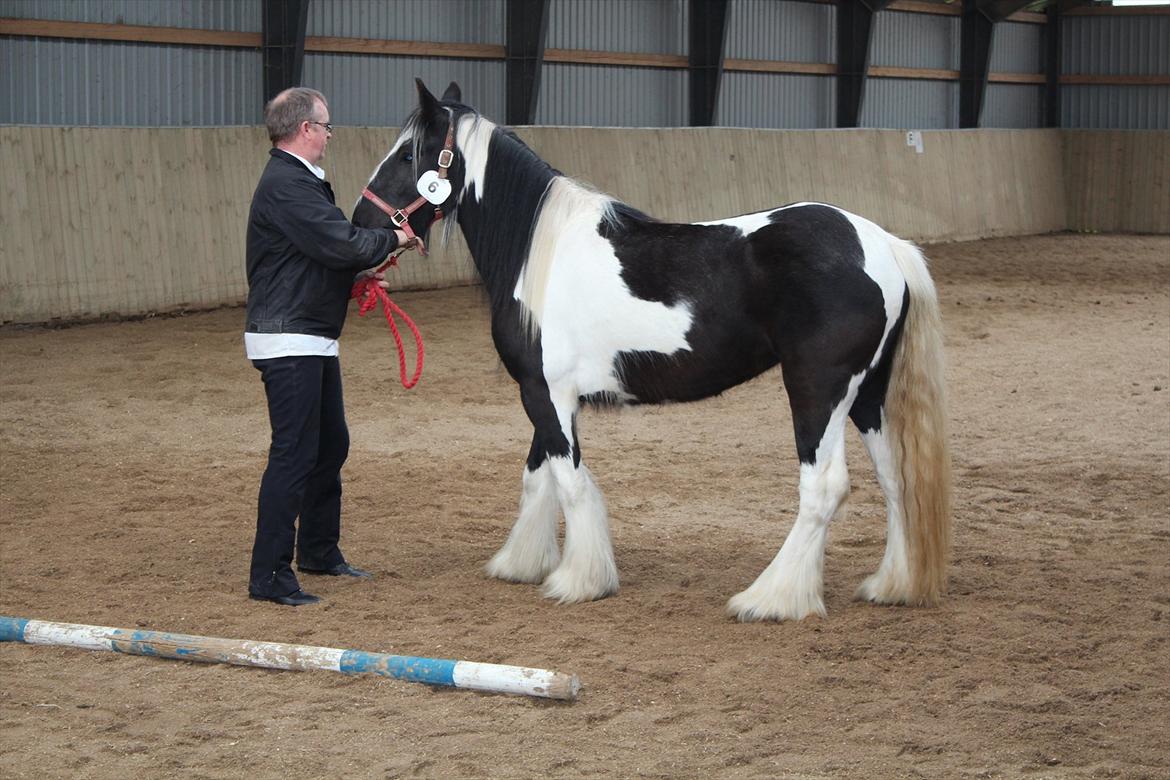 Kåring og racegodkendelse d. 19 maj 2012 Stutteri Rosenhaven, Ringe på fyn - Mille er også flot hvid efter storvasken.
Hun blev målt 146 cm
Opnåede 136 point som gav en fin 2 præmie. hendes sokker fik 10 point (max), blev også godkendt til avl. billede 7
