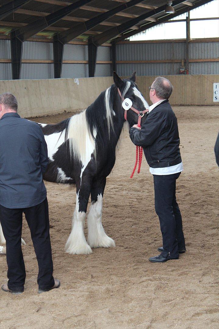 Kåring og racegodkendelse d. 19 maj 2012 Stutteri Rosenhaven, Ringe på fyn - Mille til bedømmelsen, gad egentlig ikke mere. Fin pige. billede 8
