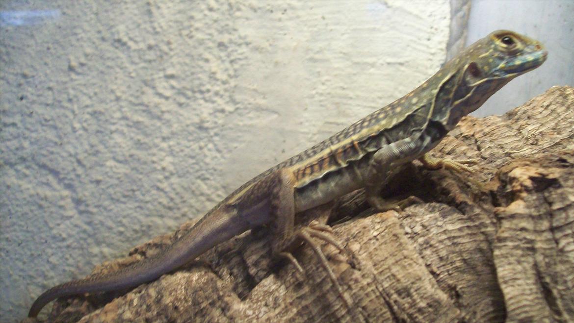 Lidt nyt fra krybdyrene - Azalia min første sommerfugleagame billede 16