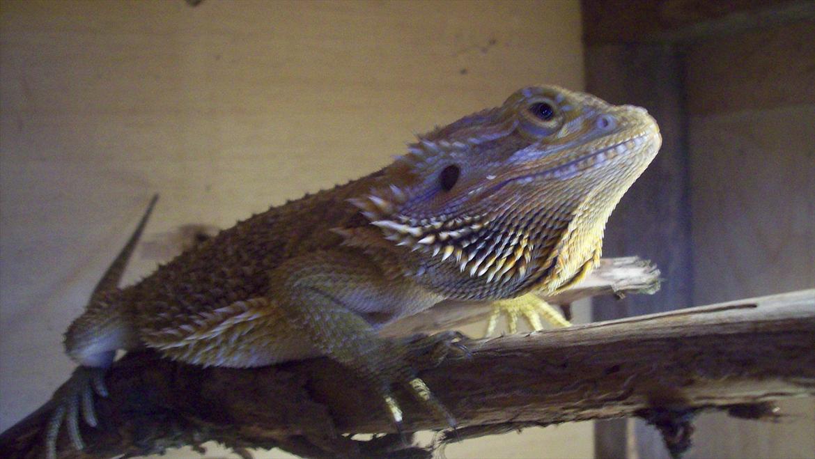 Lidt nyt fra krybdyrene - Dahlia er blevet lidt stor og tyk til den gren. billede 17