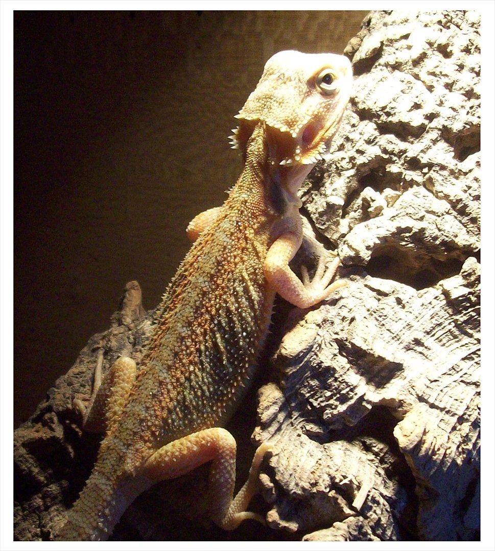 Lidt nyt fra krybdyrene - Hyacint er en blanding og lidt svag endnu, har fået hende af Peter billede 18