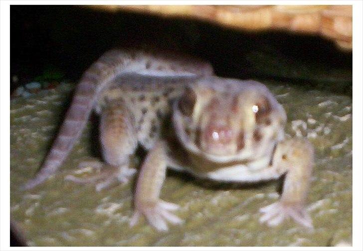Lidt nyt fra krybdyrene - Orcidè har fået en mage; Kogle (wonder gekko) billede 19