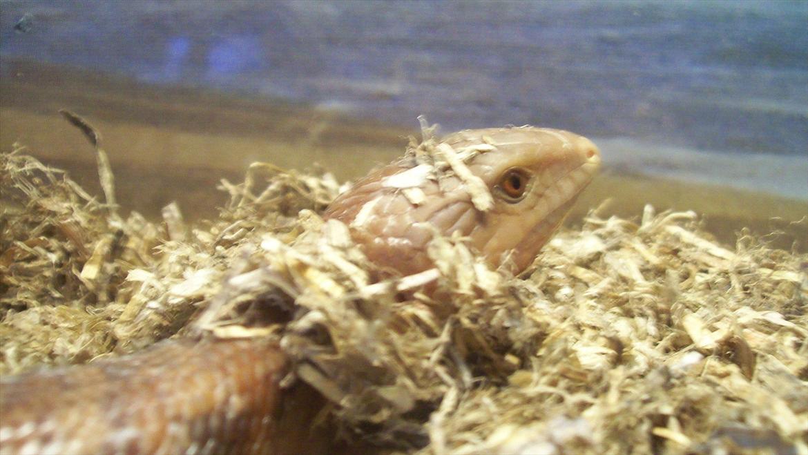 Lidt nyt fra krybdyrene - Sindi, gigant blåtunge, hun er 55 cm. lang. billede 20