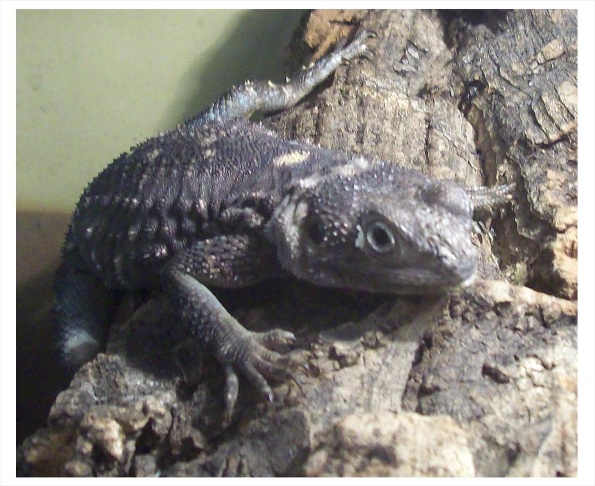 Lidt nyt fra krybdyrene - Vincent stjerneagame er far til mange afkom. billede 21