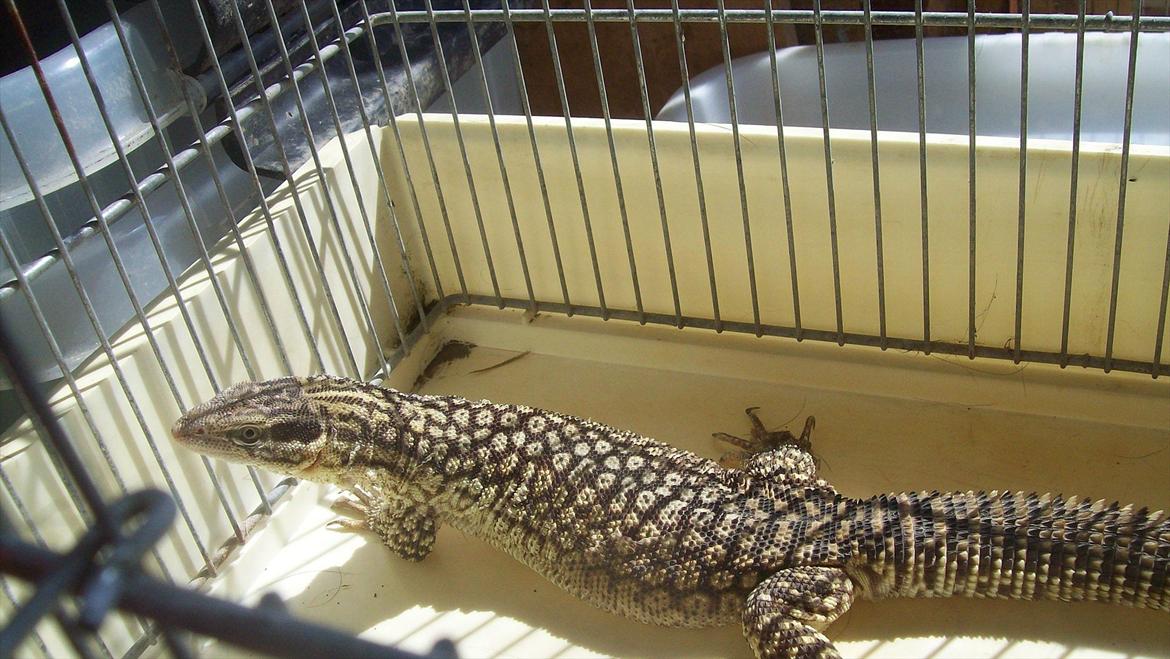 Lidt nyt fra krybdyrene - Her er Cleo en tur i solen, noget der er vigtigt for krybdyrene. billede 22