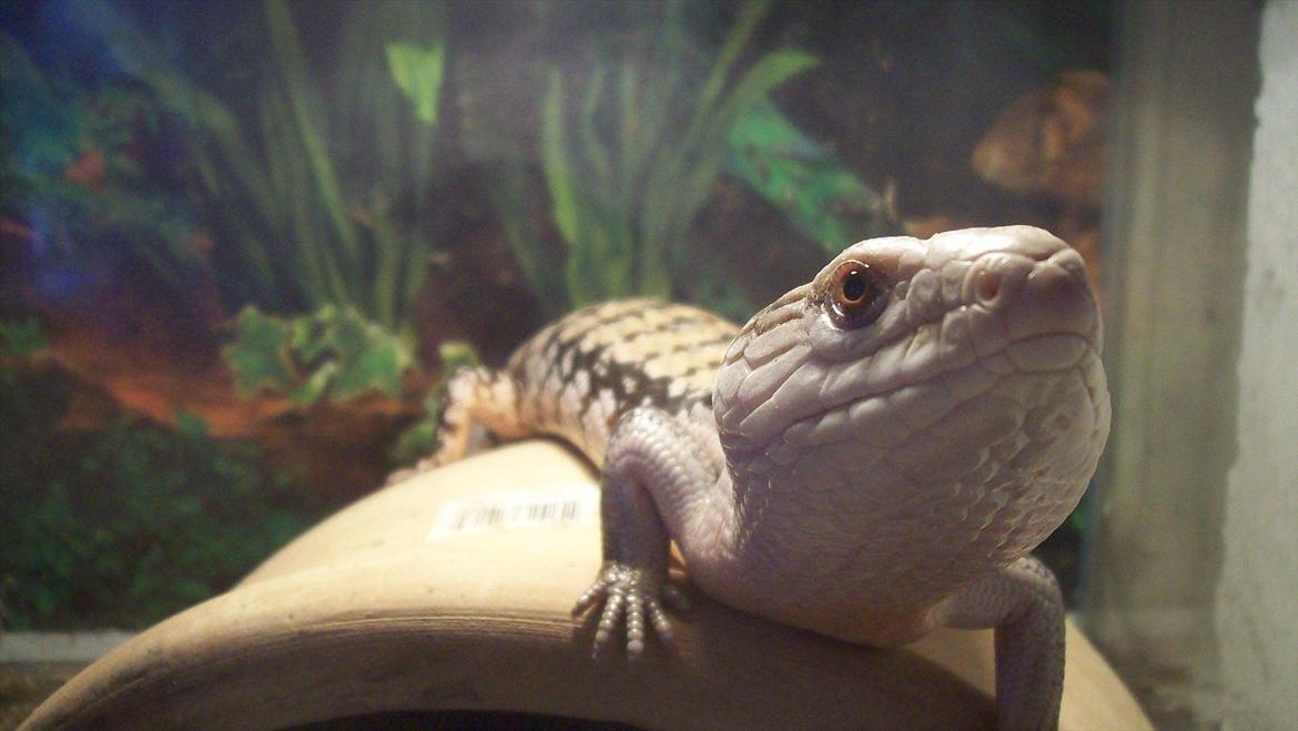 Lidt nyt fra krybdyrene - Valde, alm blåtunge. billede 23