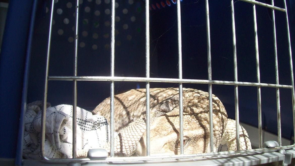 Lidt nyt fra krybdyrene - Elvis i sol, de store stepper kommer i transportkasser andre i faunabokse eller små fuglebure. billede 24
