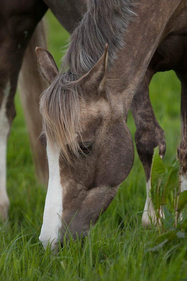 Pokemon i fri dressur  billede 3