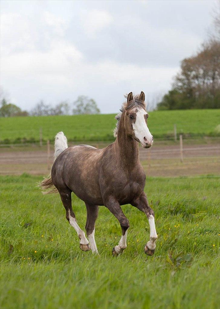 Pokemon i fri dressur  billede 2