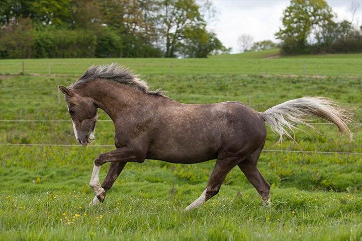 Pokemon i fri dressur  billede 4