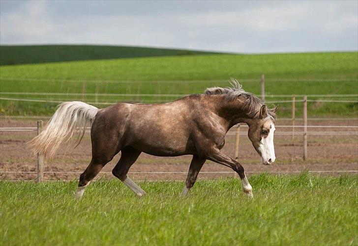 Pokemon i fri dressur  billede 1