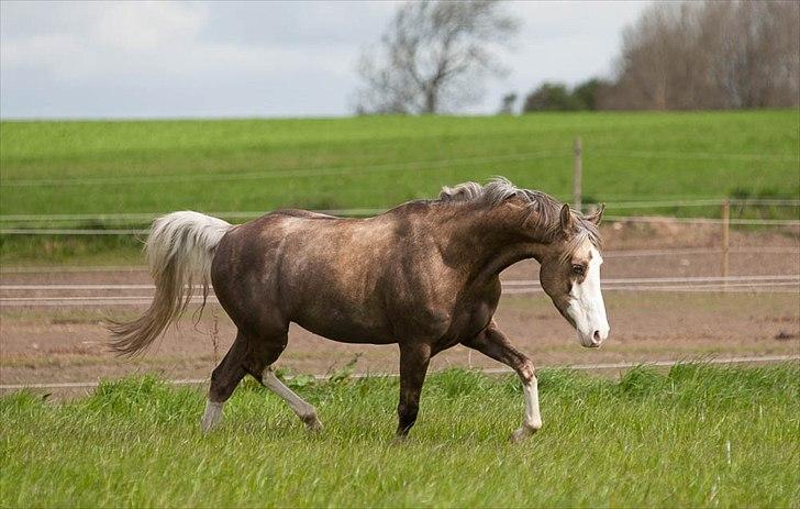 Pokemon i fri dressur  billede 5