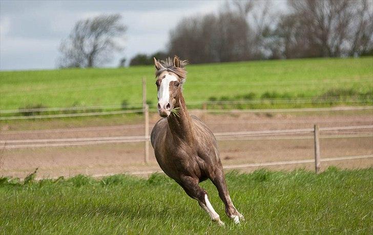 Pokemon i fri dressur  - Jubi...!!! billede 6