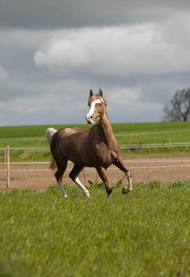 Pokemon i fri dressur  billede 7