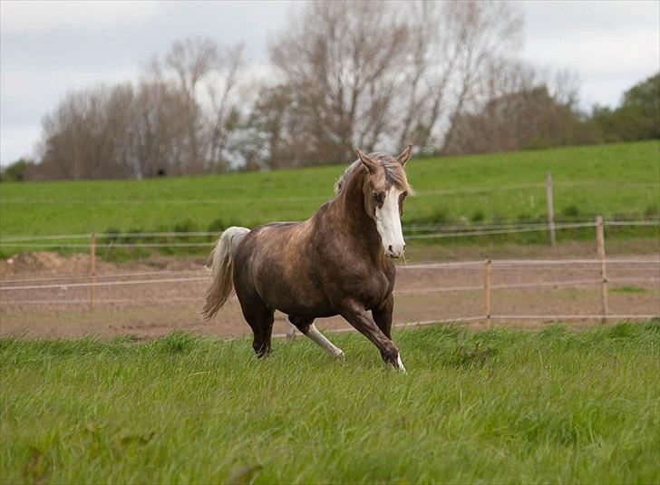 Pokemon i fri dressur  billede 9