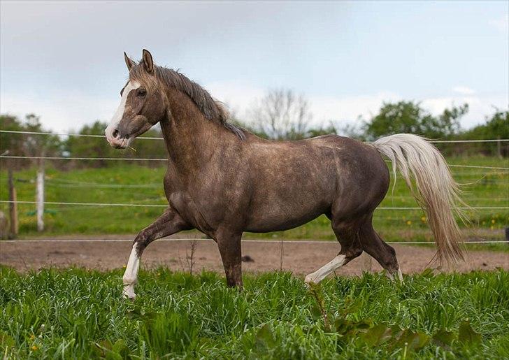 Pokemon i fri dressur  billede 10