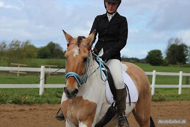 Klubstævne på Blis Rideklub :) - Taget af Amanda Haucke Tophøj Jørgensen billede 51