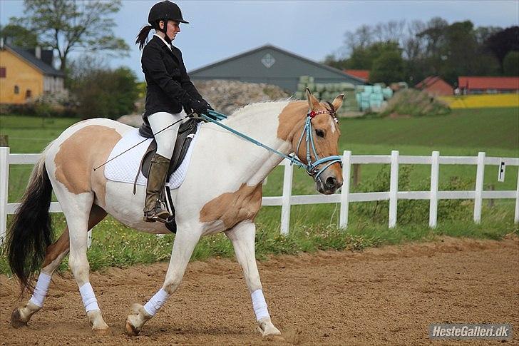 Klubstævne på Blis Rideklub :) - Taget af Amanda Haucke Tophøj Jørgensen billede 52