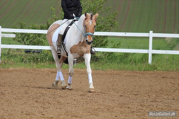 Klubstævne på Blis Rideklub :) - Taget af Amanda Haucke Tophøj Jørgensen billede 55