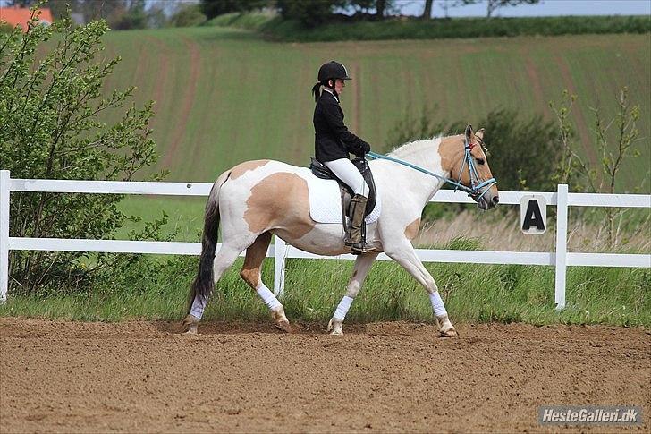 Klubstævne på Blis Rideklub :) - Taget af Amanda Haucke Tophøj Jørgensen billede 63