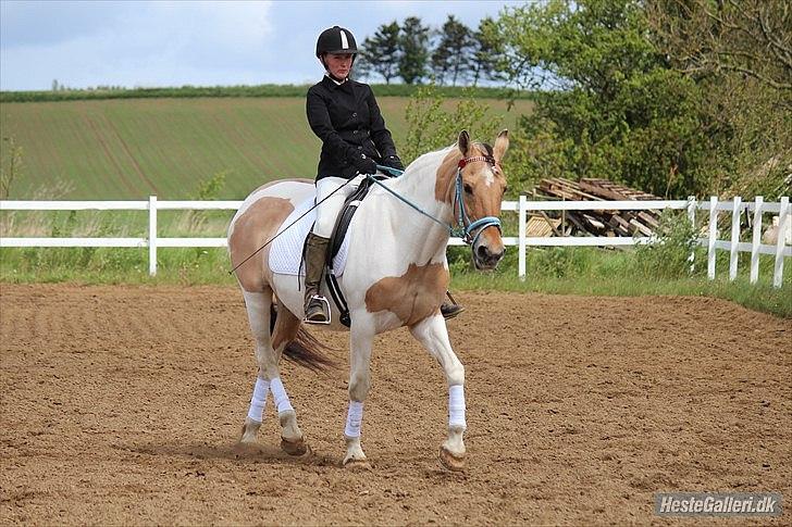 Klubstævne på Blis Rideklub :) - Taget af Amanda Haucke Tophøj Jørgensen billede 65