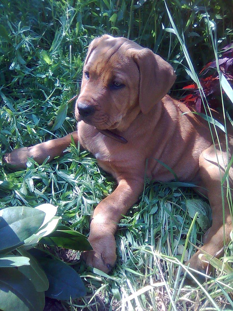 Broholmer bibsen billede 14