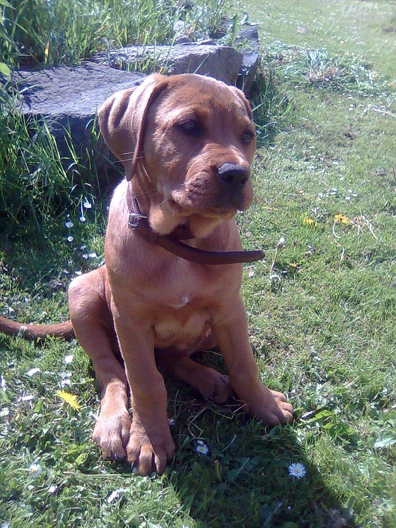 Broholmer bibsen billede 15