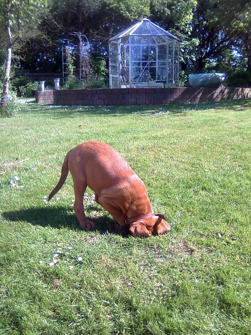 Broholmer bibsen billede 16