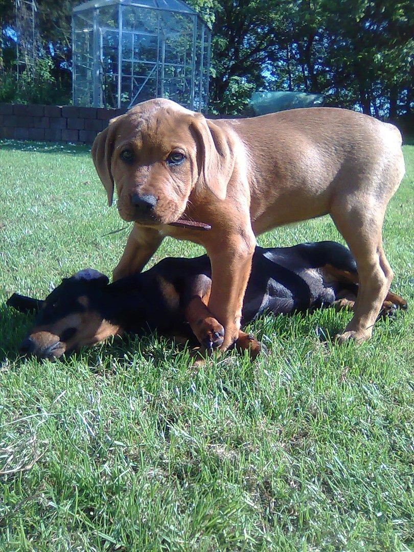 Broholmer bibsen billede 17